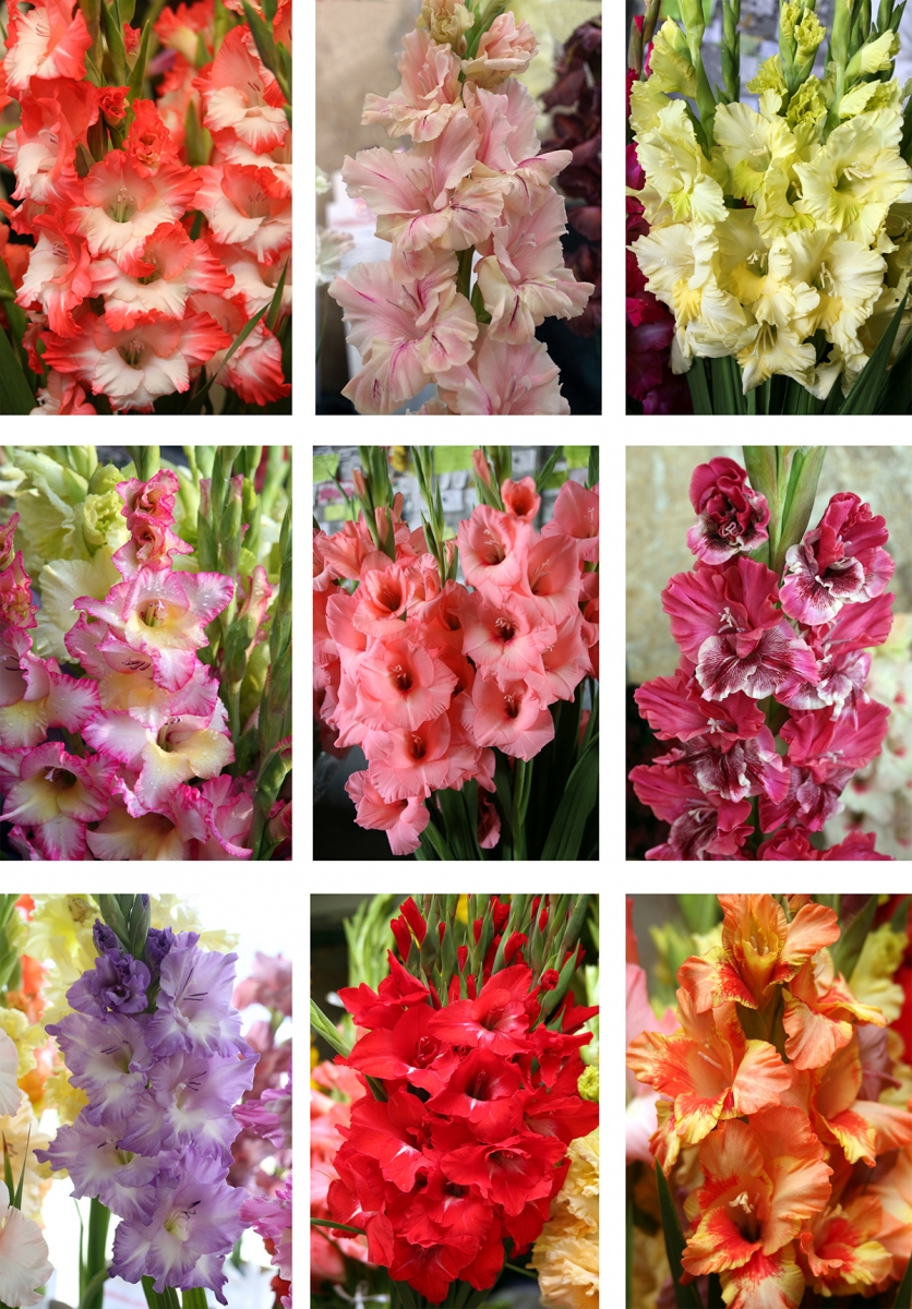 Разнообразие красок и форм цветков гладиолуса просто поражает воображение