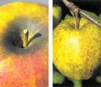 Пораженные сажистым налетом плоды яблони и груши не только мельчают, но и теряют товарные качества