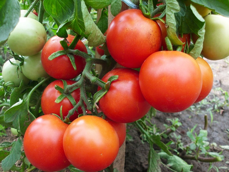 Надранні сорти помідорів