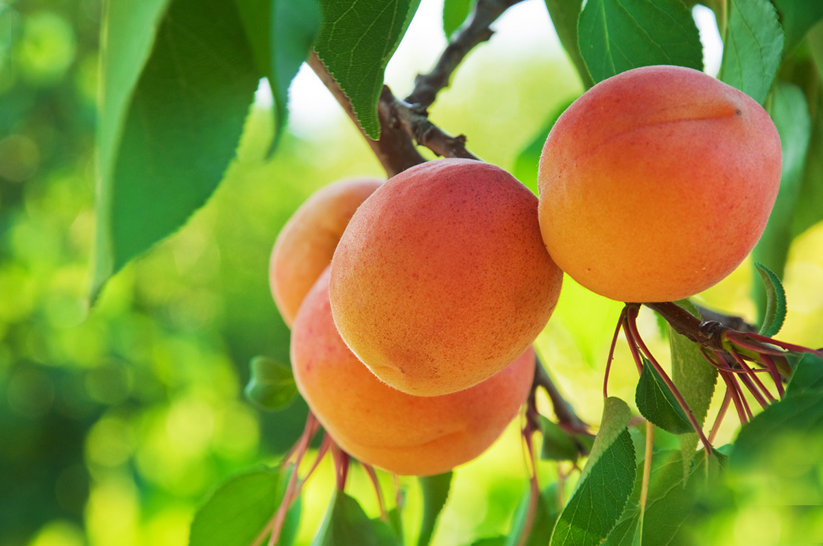 Лучшие сорта абрикоса: ароматный, сладкий, сочный