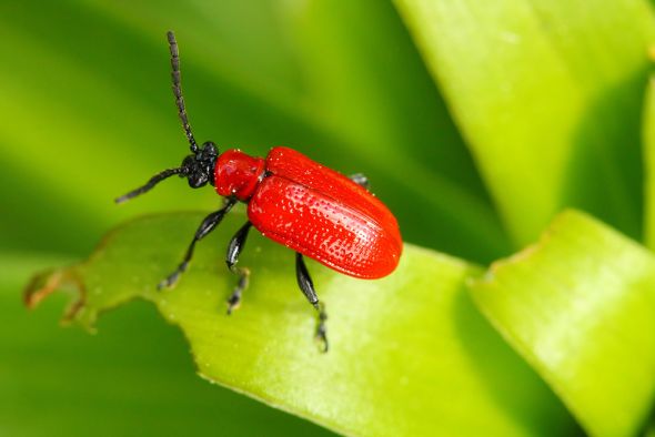 По вредоносности лилейного жука можно сравнить только с колорадским