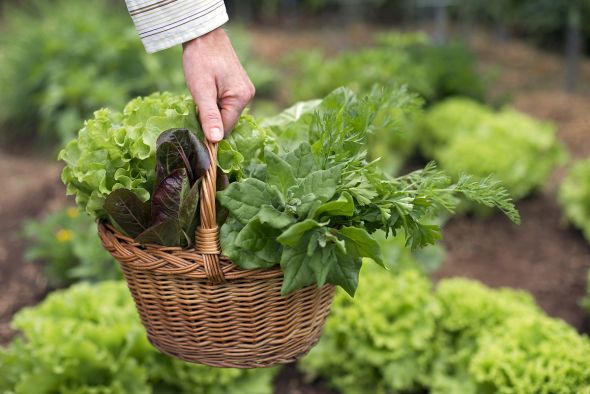 Экологически чистые овощи богаты многими полезными для организма веществами