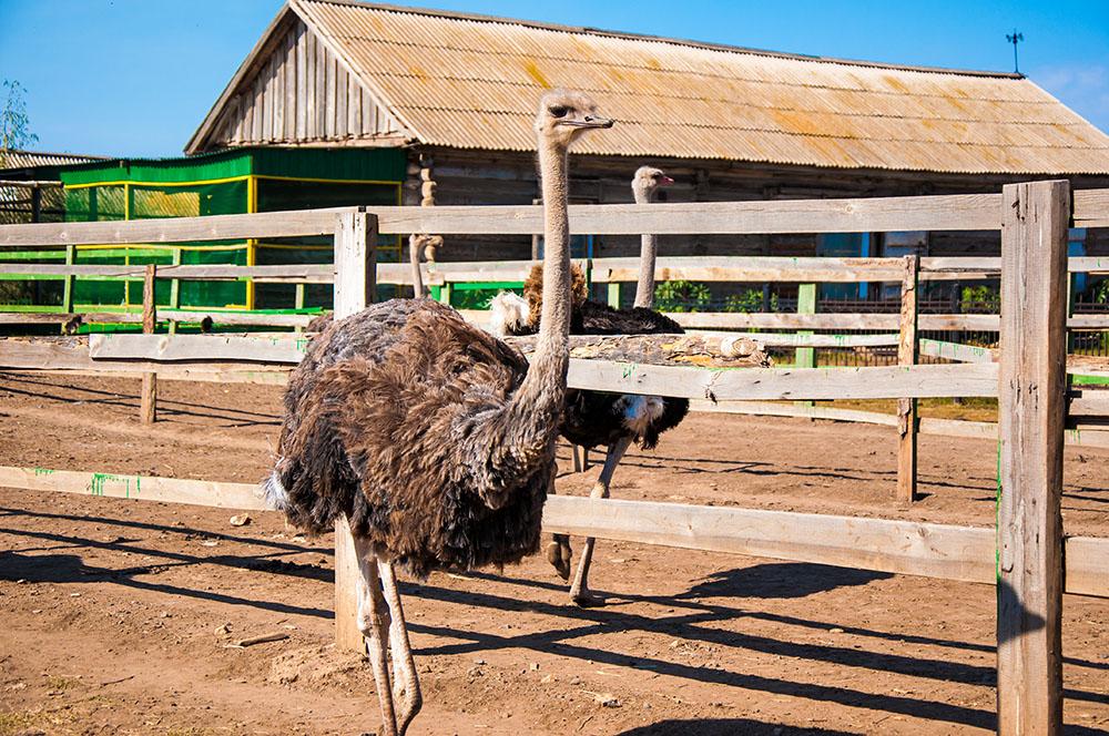 Рост африканского страуса достигает 2,5-2,7 м, продолжительность жизни — 50-70 лет