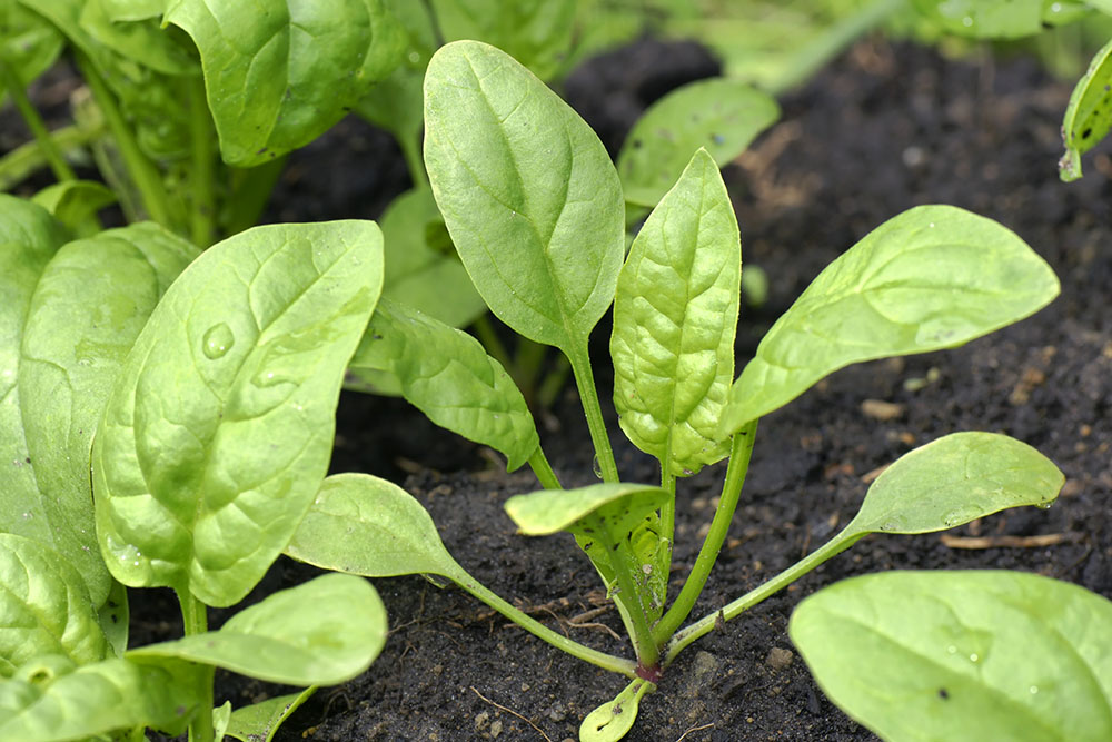 выращивание шпината на огороде