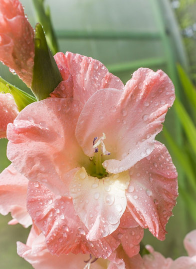 В основе всех форм цветков гладиолуса лежат два типа — гандавензис и эдель 
