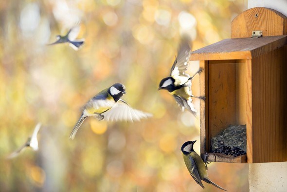 Птицы защищают наши сады от вредителей не только летом, но и зимой