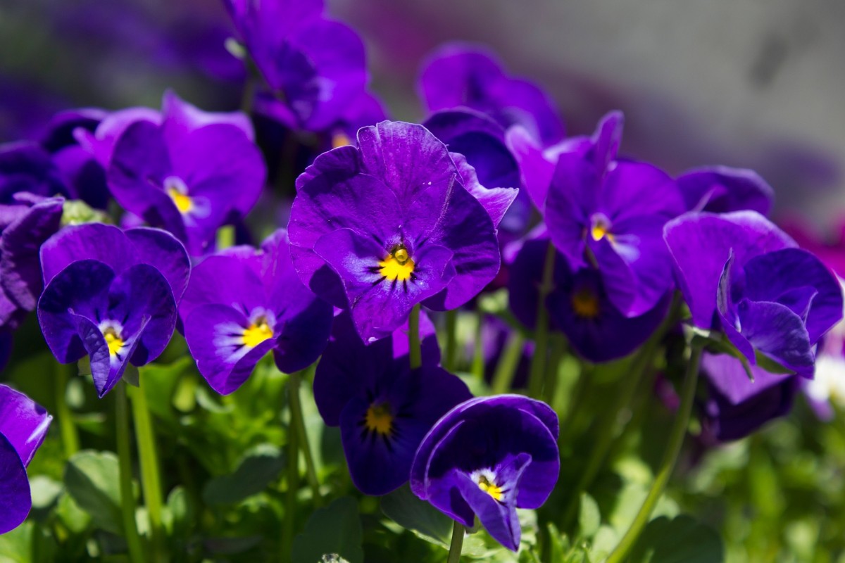 В саду лучшее место для синих цветов — уголок отдыха
