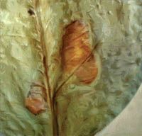 Фитофтороз обычно проявляется на корневой шейке, корнях, штамбе, побегах, но в условиях защищенного грунта особенно часто и сильно поражаются листья, бутоны, завязи и плоды