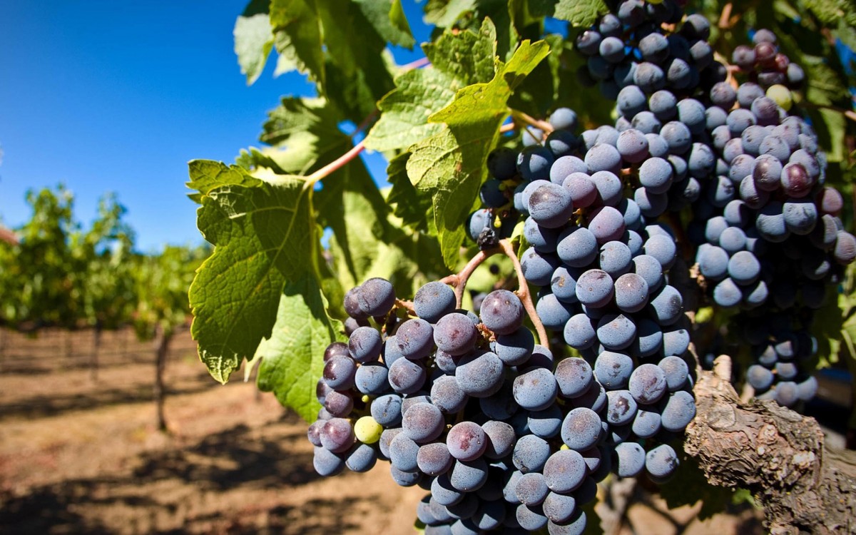 Лучшее вино получается при использовании чистых культур винных дрожжей