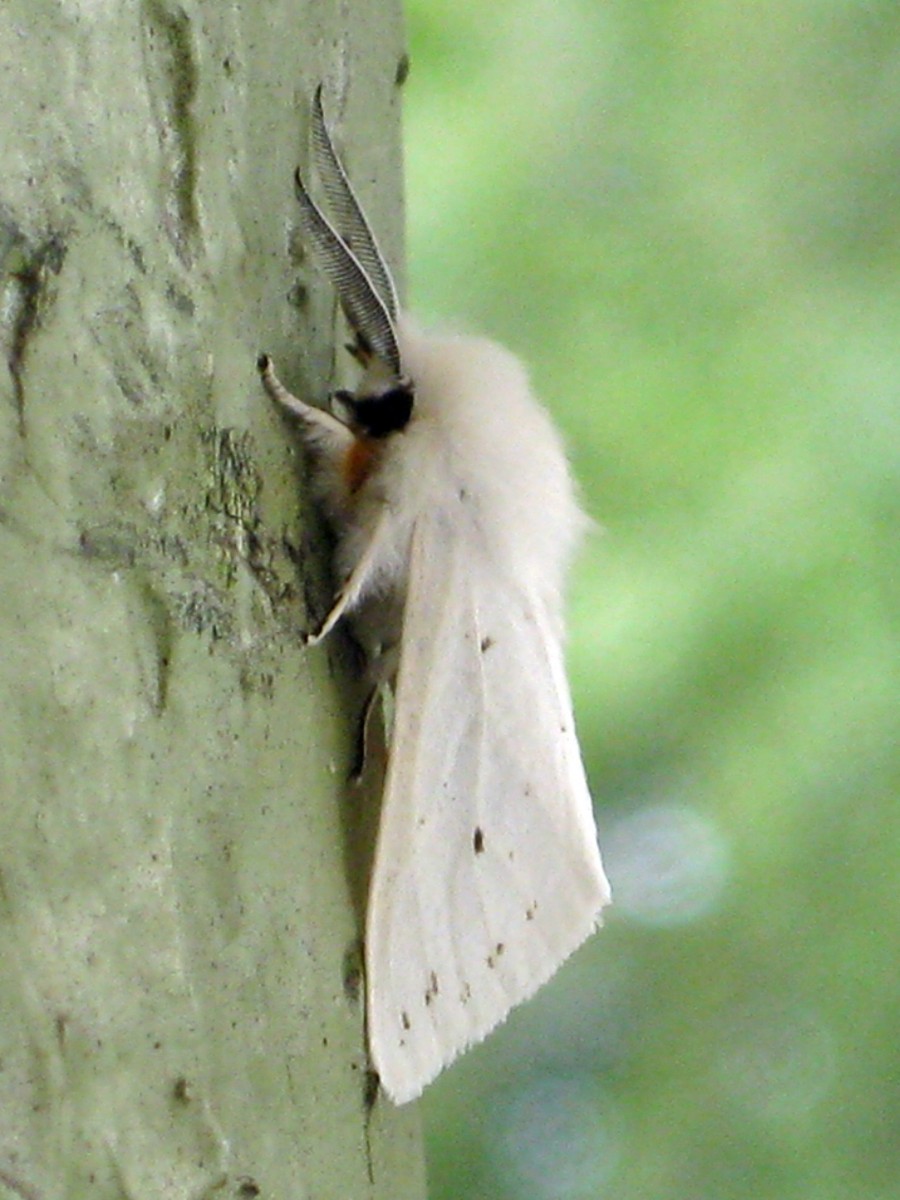 Американская белая бабочка (АББ)