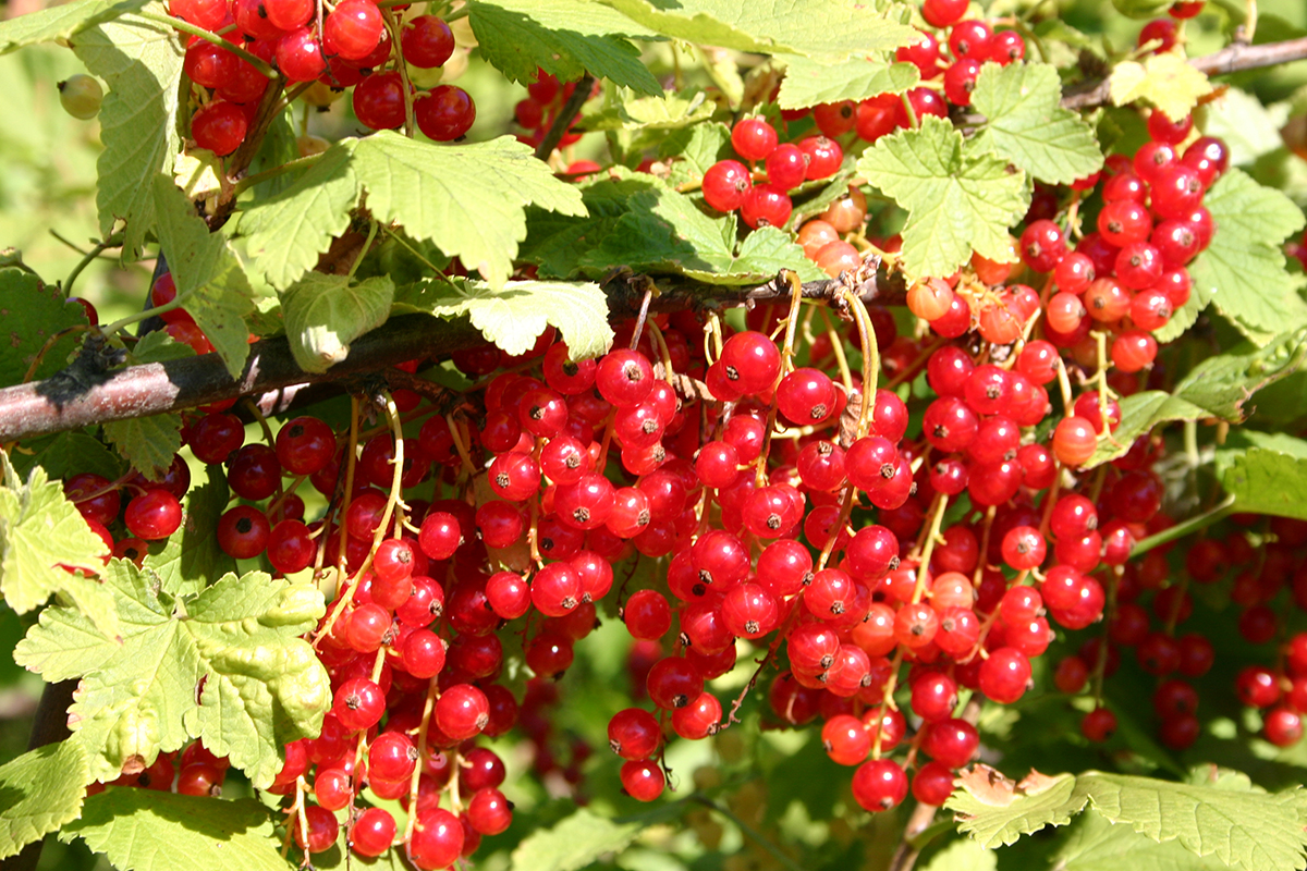 Современные сорта красной смородины способны давать более 10 кг ягод с куста