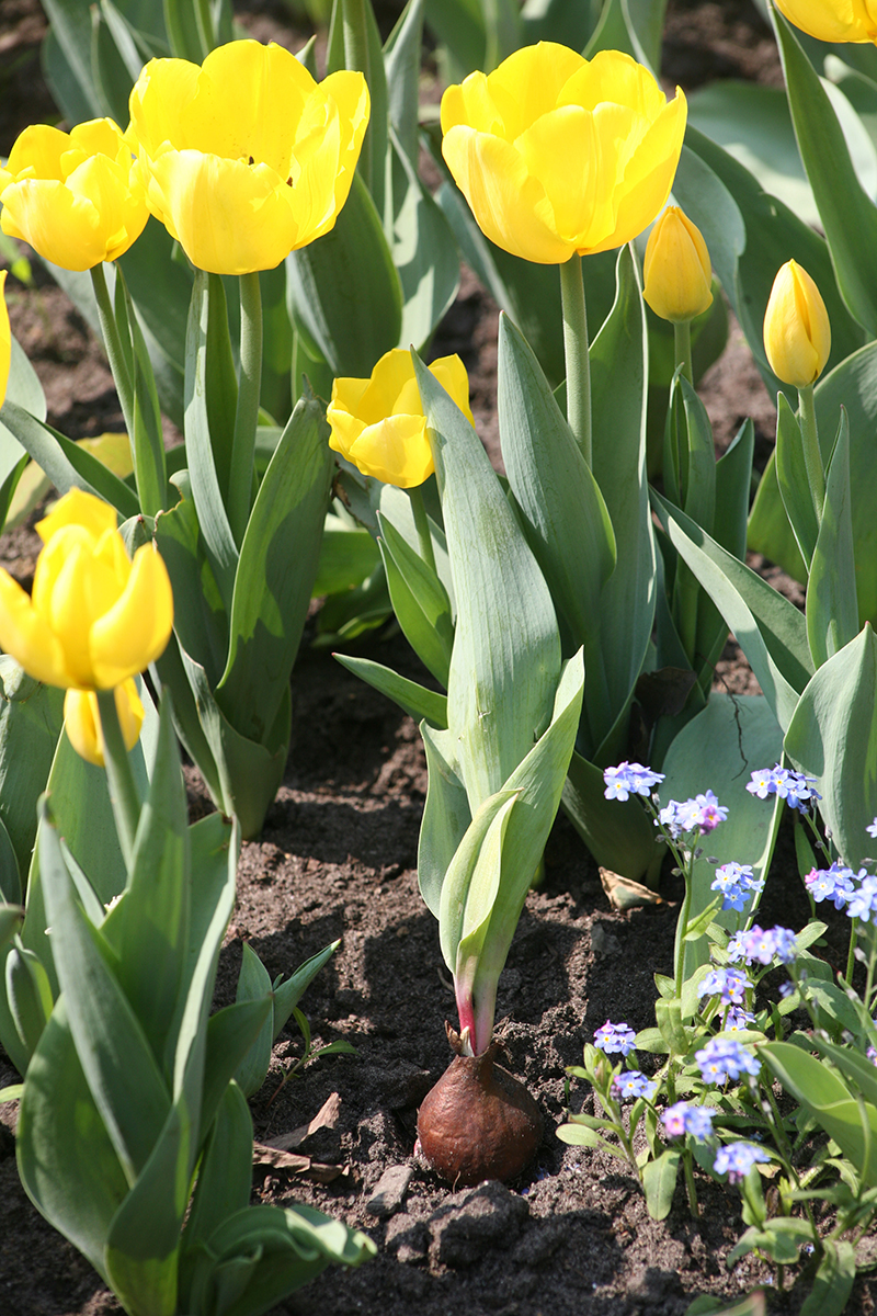 Названия луковичных цветов для сада. Весеннецветущие луковичные. Раннецветущие луковичные. Раннецветущие весенние луковичные. Луковичные тюльпаны.