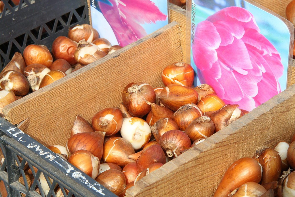 Убедитесь, что покупаете луковицы тех сортов тюльпана, которые подходят для мартовской срезки 