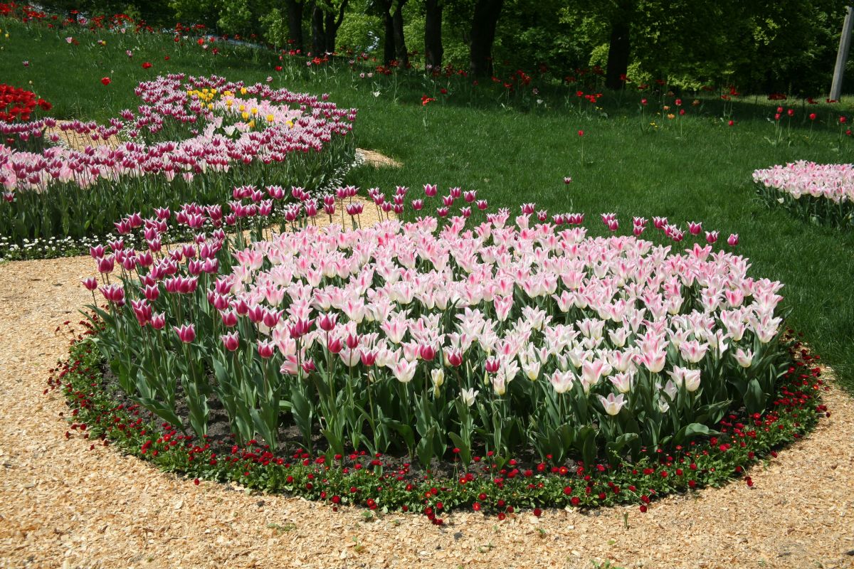 Выставка тюльпанов на Певчевском поле. Фото Геннадия Марычева.