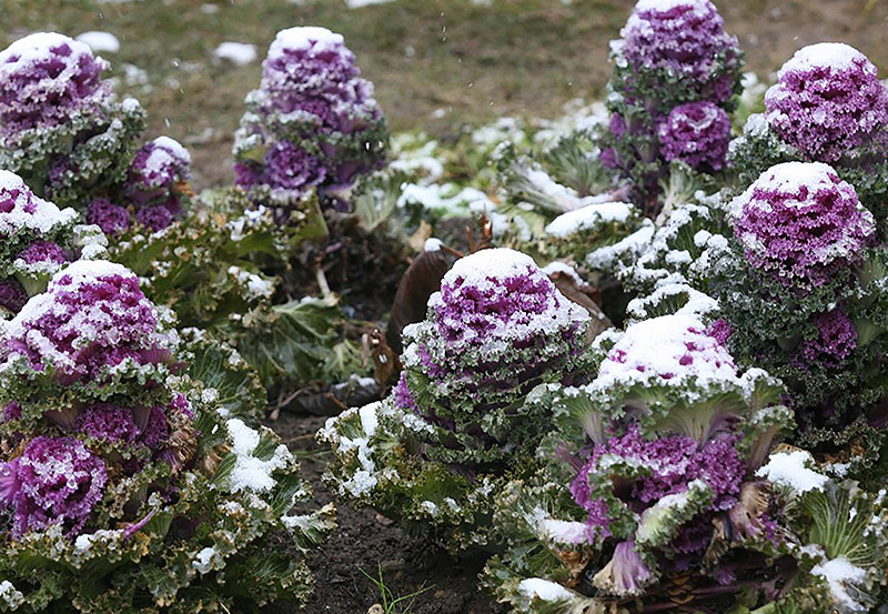 Укрытые снежными шапками соцветия капусты невероятно обворожительны