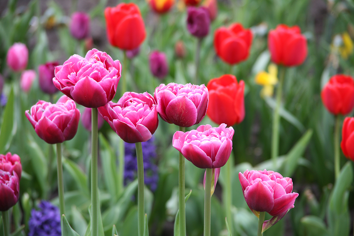 Ковры цветущих тюльпанов великолепны!