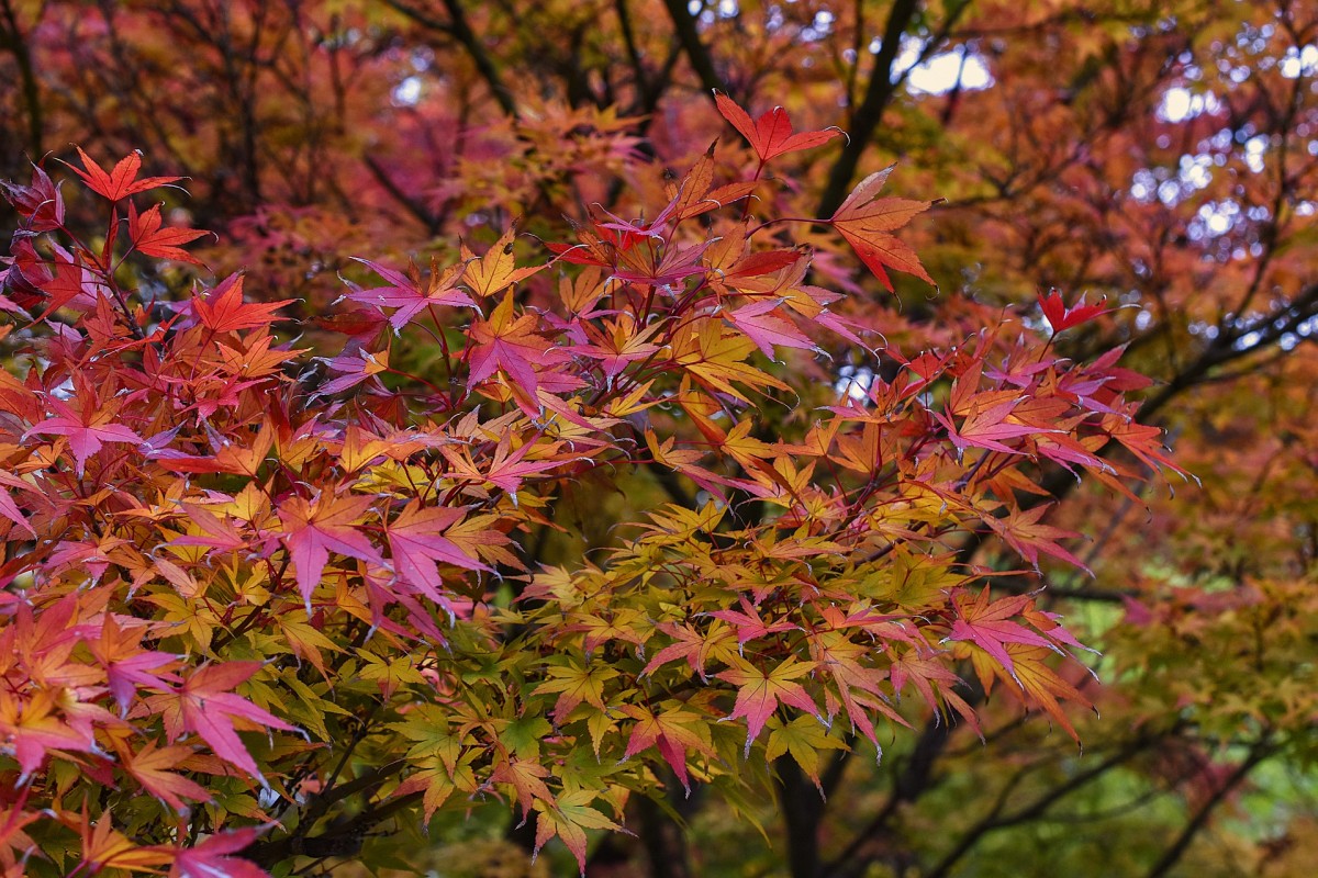 Окраска листьев бывает всех оттенков зеленого, бордового, красного, желто-оранжевого и даже розового