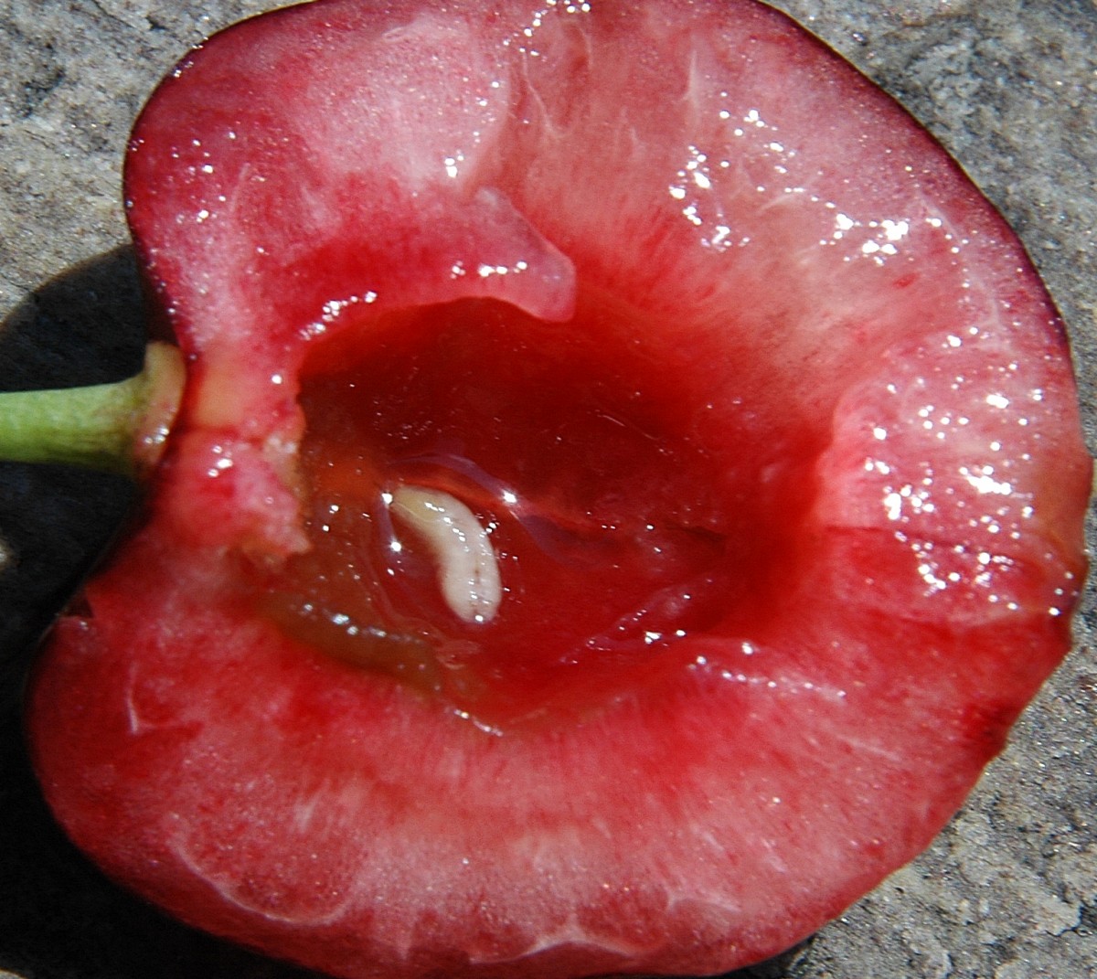 Развивающиеся личинки питаются мякотью плодов у косточек, загрязняя плоды экскрементами