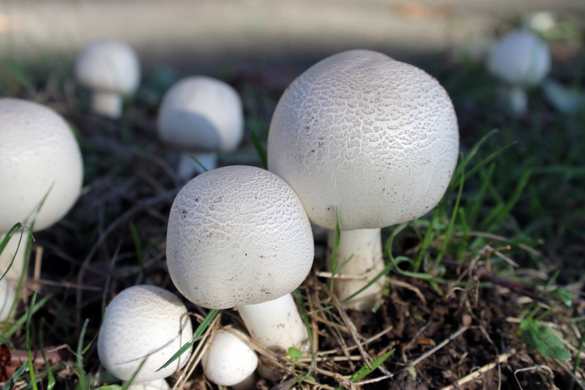 Шампиньоны и лесные грибы отлично чувствуют себя на компосте из перегноя и огородной почвы, выращивать их на приусадебных участках нужно в тенистых местах и в полутемных помещениях