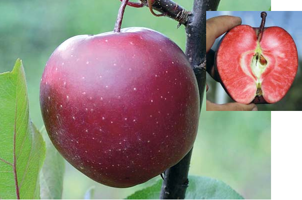 Красные Яблоки Сорта С Фото