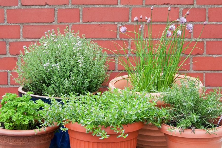 Терракотовые горшки с пряно-ароматическими растениями можно установить у стены летней кухни