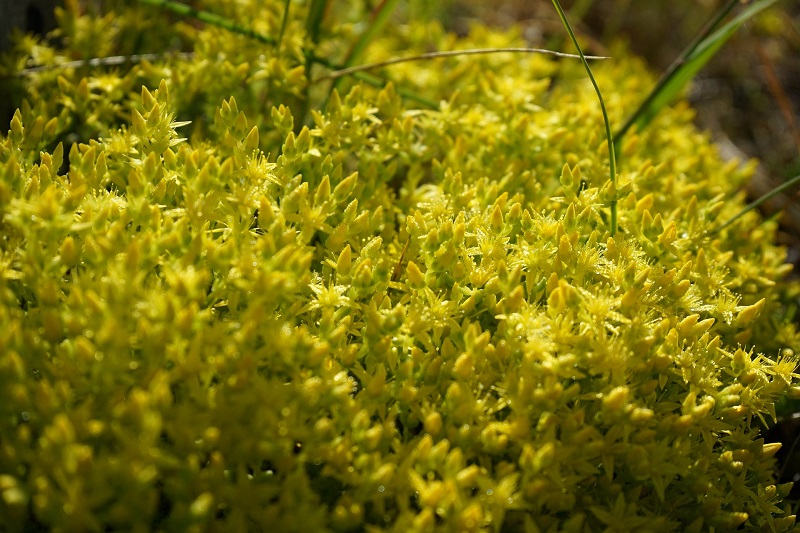 Золотистый мох. Цветение мха. Как цветет мох фото.