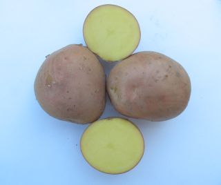 картошка роята