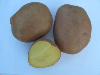 картофель слаута