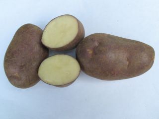 картошка смуглянка
