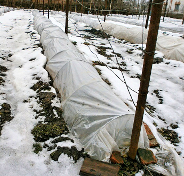 Весна на винограднику: що треба зробити в перші теплі дні | Ogorodnik | Ogorodnik.com