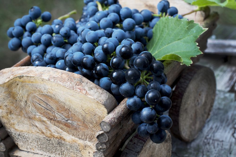 Хранение винограда в домашних условиях: личный опыт