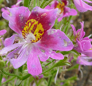 Цветок схизантуса визетонского
