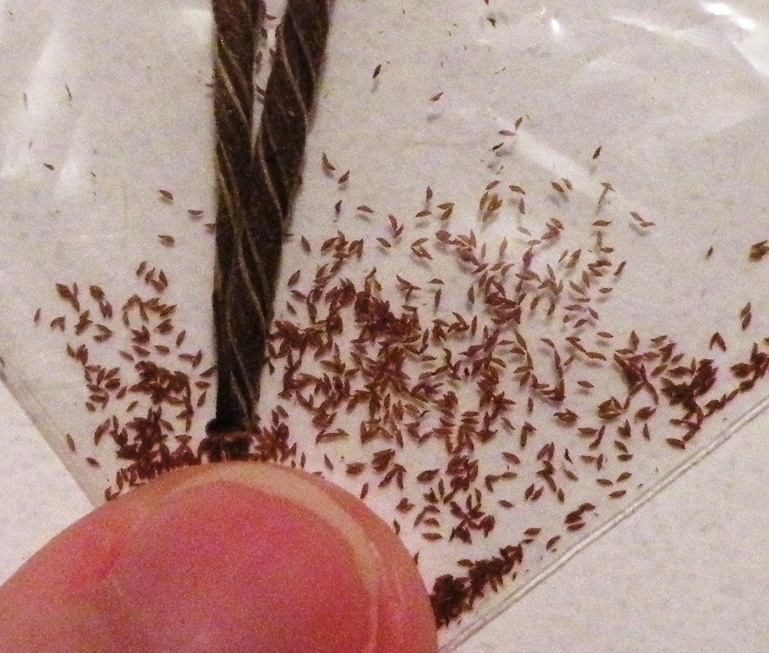 Семена стрептокарпусов можно высевать в любое время года, главное — учесть особенности их проращивания