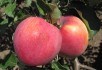 Інтенсивні сади – вигідно чи ні? Комерційні перспективи яблуні в Україні