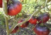 Поціловані сонцем: сорти помідорів з антоціановими плодами 