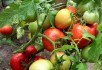 Осінні акорди: вирощування врожайних городніх культур на присадибній ділянці 