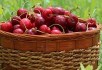 Яскрава радість літа: вирощуємо сорти черешні вітчизняної селекції 