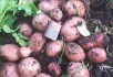 Втіха городника: картопля за правилами органічного землеробства 
