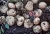 Втіха городника: картопля за правилами органічного землеробства 