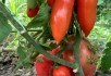 Осінні акорди: вирощування врожайних городніх культур на присадибній ділянці 
