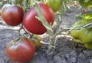 Почесний легіон: сорти помідорів з плодами серцеподібної форми 