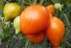 Щастя – в помідорах: продуктивні сорти для вимогливих городників 