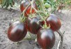 Поціловані сонцем: сорти помідорів з антоціановими плодами 