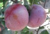 Інтенсивні сади – вигідно чи ні? Комерційні перспективи яблуні в Україні