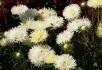 Айстри, схожі на троянди та повітряні кулі: сорти калістефуса з махровими квітками 