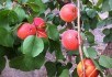 Солодке літо: як створити конвеєр сортів абрикосу та персика різних сортів дорівання 