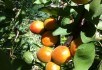 Солодке літо: як створити конвеєр сортів абрикосу та персика різних сортів дорівання 