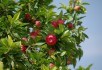 Літні операції в саду: технологія щеплення плодових дерев окуліруванням 