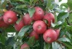 Вітаміни у банці: сорти яблук для переробки та зимового зберігання 