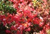 В золотих та пурпурових шатах: декоративні садові рослини восени 